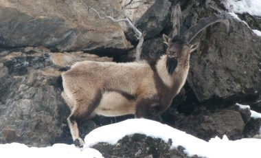 Tunceli'de, koruma altındaki dağ keçilerinin ölümünde 'koyun sürüsü' iddiası