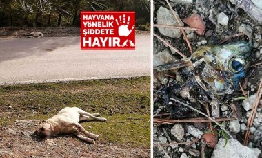 Zehirli balık kafalarından yiyen 8 çoban köpeği zehirlenerek öldü