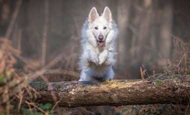 Uzmanlar anlattı: Kediler ve köpekler neden bir anda koşmaya başlıyor?