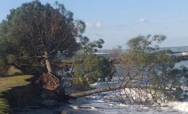 Samsun Çevre Platformu'ndan uyarı: Karadeniz, ağaçları ve kumu yuttu!