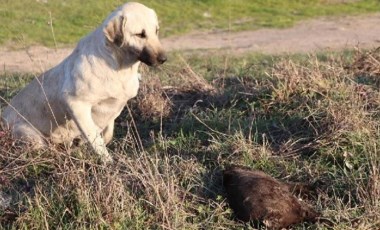 Edirne'de 8 yavru köpek yakılarak öldürülmüş halde bulundu