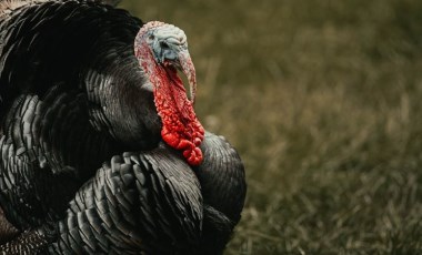 Danimarka’da kuş gribi nedeniyle 4 bin hindi öldürülüyor