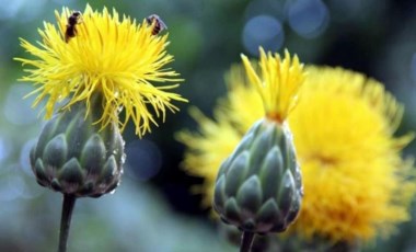 Kuşadası'nın endemik bitkisi ‘tülüşah' koruma altında