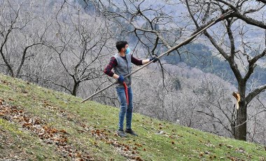 Küçük Menderes havzasında çiftçiler kestane kanseriyle mücadele ediyor