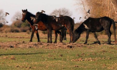 Boğazlıyan İBB'nin Dörtyol Belediyesi'ne verdiği atları araştırdı: 