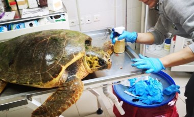 İzmir'de vahşet: Caretta caretta silahla vuruldu