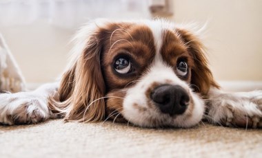 Araştırmacılardan yeni formül: Köpekler insan yılıyla gerçekten kaç yaşında?