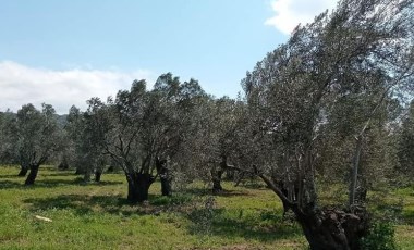 Asırlık zeytin ağaçlarının bulunduğu bölge ranta açılıyor