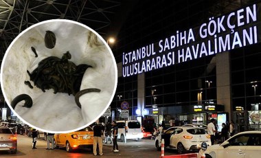 Sabiha Gökçen Havalimanı'nda binlerce canlı sülük ele geçirildi