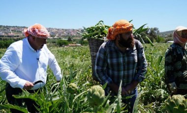 Çeşme’de sakız enginarı tarlada kalmayacak