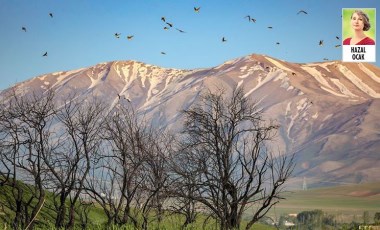 Türkiye’de yüzlerce bitki ve hayvan türü tehdit altında