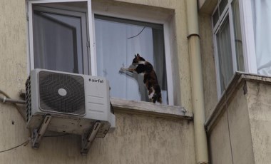 İzmir’de görme engelli kedi için kurtarma operasyonu