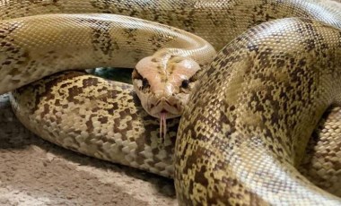 Japonya'da 2  haftadır sokakta aranan piton tavan arasından çıktı