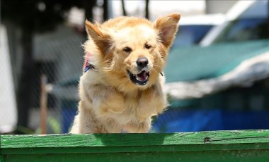 The Guardian: Özel eğitimli köpekler, kısa sürede Covid-19'u tespit edebiliyor