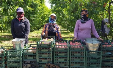 Küçükmenderes Havzası’nda hasat başladı, üretici kaygılı