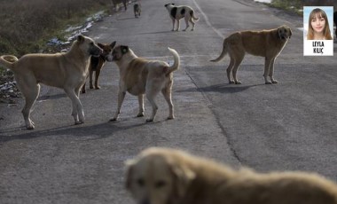 Sokak hayvanları kapanma sürecinde ölümle burun buruna geldi