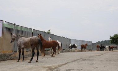 İBB'den 'kayıp at' iddialarına ilişkin açıklama