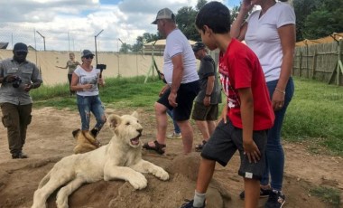 Güney Afrika aslan yetiştiriciliğini yasaklayacak