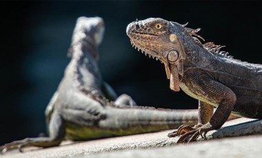 Florida'da kedi ve köpeklerden sonra sürüngenlere de mikroçip zorunluluğu getirildi