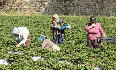 Bodrum'da tarlada kalan ürünler ihtiyaç sahiplerine ücretsiz dağıtılıyor