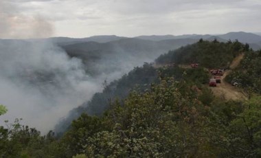 Sinop'ta orman yangını