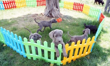 Köpeklerine eziyet eden kadın gözaltına alındı