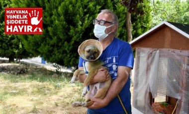 Aydın’da 3 aylık köpek, kulakları jiletle kesilmiş halde bulundu!