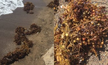 Müsilajdan sonra kıyılarda yeni tehdit: Sargassum