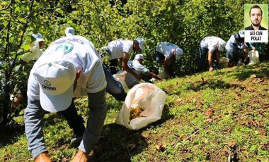 Fındıkta hasat zamanı yaklaştı, üreticinin talebi dolar bazlı ve kademeli fiyat oldu