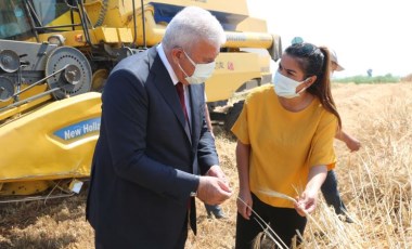 Efeler'de karakılçık buğdayının ilk hasadı