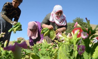 Tütün üreticilerine yeki belgesi için 6 ay süre verildi