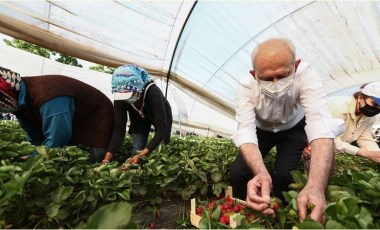 Kılıçdaroğlu, Aydın'da çiftçilerle çilek hasadı yaptı