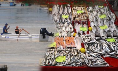 Müsilaj (deniz salyası) balıklarda zehir etkisi yaratır mı? Uzmanından açıklama