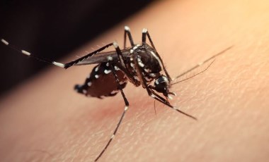 Hindistan’da Zika virüsü görüldü: 14 kişide tespit edildi