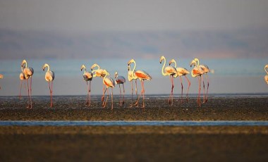 Tuz Gölü'nde binlerce yavru flamingo öldü