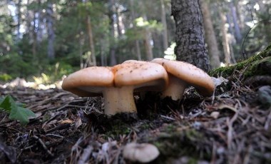 Kastamonu'da yedikleri mantardan zehirlenen çift yaşamını yitirdi