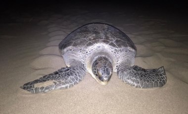 Yeşil deniz kaplumbağası, 9 yıl sonra Patara'da