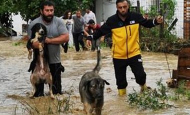 Selde sokak hayvanları boğulmaktan böyle kurtarıldı