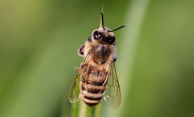 Arı sokmasına ne iyi gelir? Arı sokması sonrası ne yapılmalı?