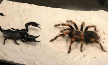 Zehir uzmanı yanıt verdi: Bir tarantula ve akrep kavgaya tutuşsa kim kazanır?