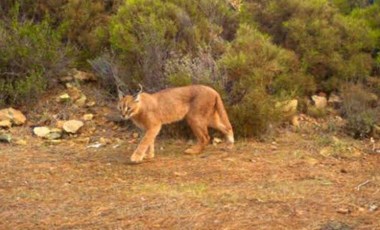 Muğla'da 65 bin hektar yandı: Karakulak ve yaban kedisi ormanı yok oluyor