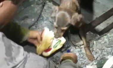 Yangın bölgesinde köpek ve yavrularına jandarma koruması