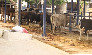 Yangın mağduru üreticilere hayvan besini desteği