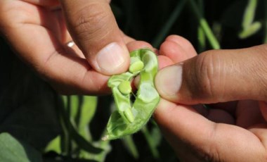 Soya fasulyesinde 'bakteri aşılama' yöntemi