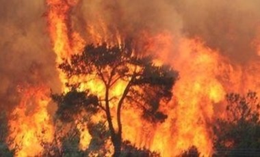 Çanakkale'de korkutan orman yangını