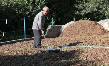 35 yıl önce emekli oldu, 80 yaşında fındık hasadı yapıyor