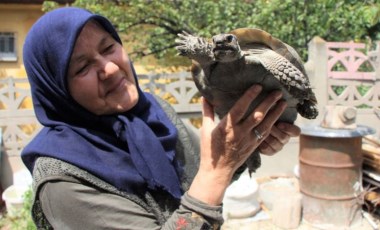 'Kaplumbağa terbiyecisi' Zekiye teyze evinde 3 kaplumbağaya bakıyor: 'Bana yükleri yok'