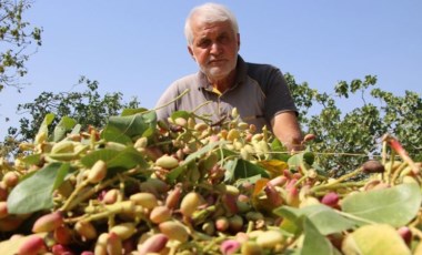 'Yetişmez' denileni hobi olarak üretti: Şimdi ABD'ye ihraç edecek