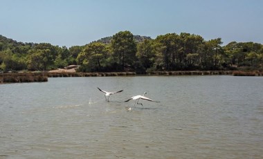 Noel Baba Kuş Cenneti'ne flamingolar bu yıl erken geldi