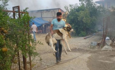 'Afet bölgelerinde ilk yardımı mutlaka görevli veteriner uygulamalı'